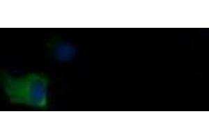 Image no. 1 for anti-Mdm4-binding Protein (MDM4) antibody (ABIN1499359) (MDM4-binding Protein anticorps)