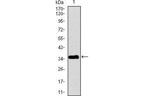 PPY anticorps  (AA 1-95)