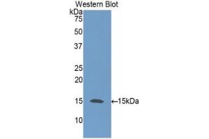 WB of Protein Standard: different control antibodies against Highly purified E. (Neurotrophin 3 Kit CLIA)