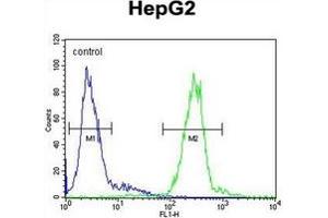 Image no. 2 for anti-Cathepsin H (CTSH) (AA 32-62), (N-Term) antibody (ABIN452890)