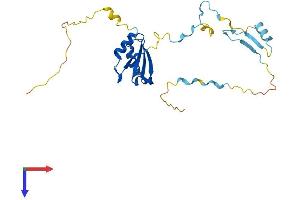 AlphaFold protein structure predicition of Human Recombinant RCAN3 Protein, UniprotID Q9UKA8