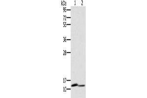 Gel: 10 % SDS-PAGE, Lysate: 40 μg, Lane 1-2: Mouse brain tissue, Mouse kidney tissue, Primary antibody: ABIN7130528(PAGE2 Antibody) at dilution 1/400, Secondary antibody: Goat anti rabbit IgG at 1/8000 dilution, Exposure time: 1 minute (PAGE2 anticorps)