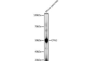 Western blot analysis of extracts of Mouse pancreas, using CP antibody (ABIN7266079) at 1:1000 dilution. (CPA3 anticorps  (AA 110-417))