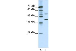 Western Blotting (WB) image for anti-REX4, RNA Exonuclease 4 Homolog (REXO4) antibody (ABIN2460618) (REXO4 anticorps)