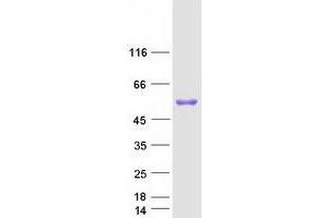 Validation with Western Blot