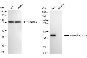 Western blotting analysis using Nemo like kinase antibody (ABIN7799571). (Recombinant Nemo-Like Kinase anticorps)