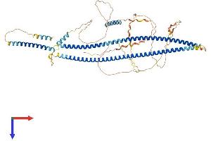 AlphaFold protein structure predicition of Mouse Recombinant Bfsp1 Protein, UniprotID A2AMT1