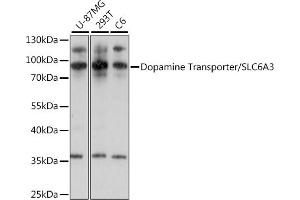 Western blot analysis of extracts of various cell lines, using Dopamine Transporter/SLC6 antibody (ABIN7270474) at 1:1000 dilution. (SLC6A3 anticorps  (C-Term))