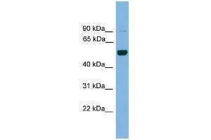 WB Suggested Anti-Irx2 Antibody Titration: 0. (IRX2 anticorps  (Middle Region))