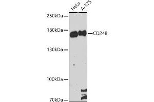 Western blot analysis of extracts of various cell lines, using CD248 antibody (ABIN6131286, ABIN6138149, ABIN6138151 and ABIN6216437) at 1:3000 dilution.