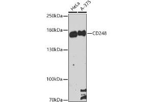 Western blot analysis of extracts of various cell lines, using CD248 antibody (ABIN6131286, ABIN6138149, ABIN6138151 and ABIN6216437) at 1:3000 dilution. (CD248 anticorps  (AA 18-150))