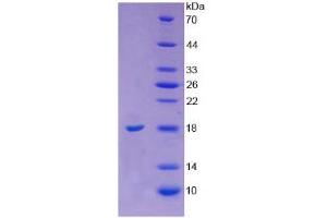SDS-PAGE analysis of Cow Angiogenin Protein. (ANG Protéine)