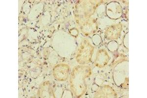 Immunohistochemistry of paraffin-embedded human kidney tissue using ABIN7165719 at dilution of 1:100