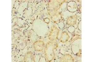 Immunohistochemistry of paraffin-embedded human kidney tissue using ABIN7165719 at dilution of 1:100 (NELL1 anticorps  (AA 160-420))