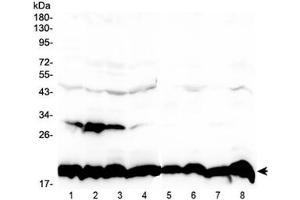 Western blot testing of 1) human placenta, 2) human U-87MG, 3) human HeLa, 4) mouse HEPA1-6, 5) rat PC-12, 6) rat RH35, 7) mouse NIH3T3 and 8) mouse SP20 lysate with Cyclophilin B antibody at 0.