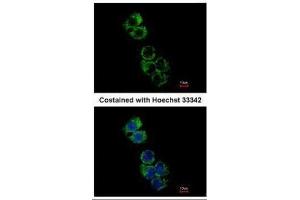 ICC/IF Image Immunofluorescence analysis of methanol-fixed Hep G2, using GSTA2, antibody at 1:500 dilution. (GSTa2 anticorps)