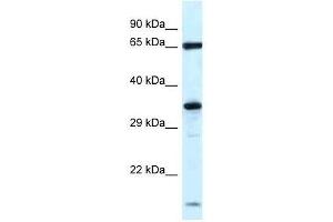 Western Blot showing Klhl12 antibody used at a concentration of 1. (KLHL12 anticorps  (N-Term))