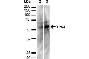 Western blot analysis of Human HeLa and HEK293T cell lysates showing detection of ~43. (p53 anticorps  (C-Term) (PerCP))