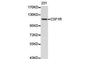 Western Blotting (WB) image for anti-Colony Stimulating Factor 1 Receptor (CSF1R) antibody (ABIN1872025) (CSF1R anticorps)
