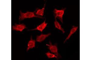 ABIN6274600 staining HepG2 by IF/ICC. (CDH19 anticorps  (Internal Region))