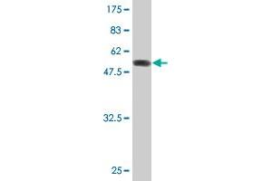 Western Blot detection against Immunogen (51. (SOX15 anticorps  (AA 1-233))
