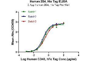 Immobilized Human 2B4, His Tag at 1 μg/mL (100 μL/Well) on the plate.
