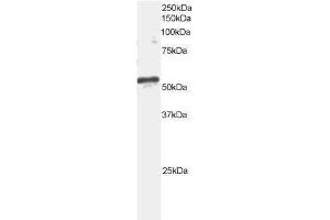 Image no. 1 for anti-ADP-Ribosylation Factor GTPase Activating Protein 3 (ARFGAP3) (C-Term) antibody (ABIN374129) (ARFGAP3 anticorps  (C-Term))