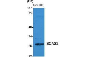 Western Blot (WB) analysis of specific cells using BCAS2 Polyclonal Antibody.