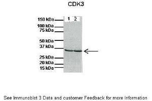 Lanes:   1: 40ug mouse heart lysate, 2: 40ug mouse heart lysate  Primary Antibody Dilution:   1:1000  Secondary Antibody:   Anti-rabbit HRP  Secondary Antibody Dilution:   1:10000  Gene Name:   CDK3  Submitted by:   Anonymous (CDK3 anticorps  (C-Term))