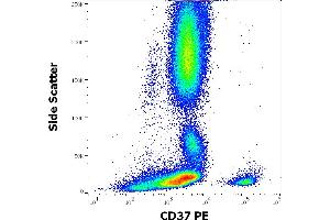 Flow cytometry surface staining pattern of human peripheral whole blood stained using anti-human CD37 (MB-1) PE antibody (10 μL reagent / 100 μL of peripheral whole blood). (CD37 anticorps  (PE))
