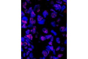 Immunofluorescence (IF) image for anti-Pleiotropic Regulator 1 (PLRG1) (AA 464-514) antibody (ABIN7449000) (PLRG1 anticorps  (AA 464-514))