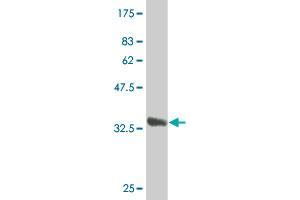 Western Blot detection against Immunogen (33.