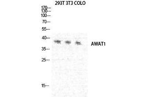 Western Blot (WB) analysis of 293T NIH-3T3 COLO205 cells using DGAT2L3 Polyclonal Antibody. (AWAT1 anticorps  (C-Term))