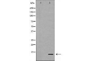 Western blot analysis of Caspase 9 (Cleaved-Asp353) expression in NIH/3T3 cells treated with etoposide,The lane on the left is treated with the antigen-specific peptide. (Caspase 9 anticorps  (Cleaved-Asp353))
