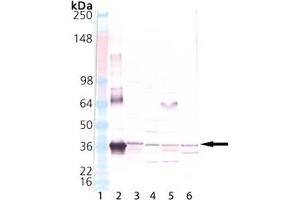 Western blot analysis of HO-2, pAb: Lane 1: MW marker, Lane 2: HO-2 Recombinant Human Protein , Lane 3: Human Liver Microsome Extract, Lane 4: Mouse Liver Microsome Extract, Lane 5: Rat Liver Microsome Extract, Lane 6: Dog Liver Microsome Extract. (HMOX2 anticorps  (N-Term))