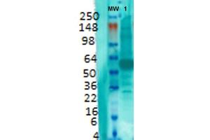 Western Blot analysis of Rat brain membrane lysate showing detection of VGLUT1 protein using Mouse Anti-VGLUT1 Monoclonal Antibody, Clone S28-9 .