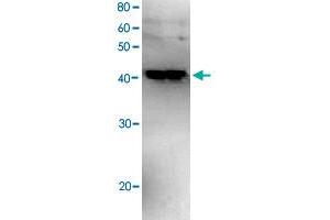 Western blot analysis of recombinant Polb with Polb polyclonal antibody . (POLB anticorps)