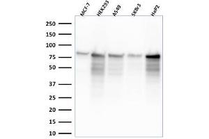 Western Blot Analysis of MCF-7, HEK-293, A549, SKBr3, HeP2 lysate using MCM7 Mouse Monoclonal Antibody (MCM7'2832R). (Recombinant MCM7 anticorps  (AA 195-319))