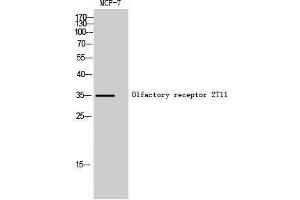 Western Blotting (WB) image for anti-Olfactory Receptor, Family 2, Subfamily T, Member 11 (OR2T11) (Internal Region) antibody (ABIN3186072) (OR2T11 anticorps  (Internal Region))