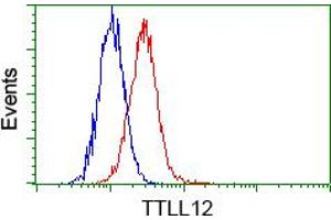 Flow cytometric analysis of Hela cells, using anti-TTLL12 antibody (ABIN2453748), (Red) compared to a nonspecific negative control antibody (TA50011) (Blue). (TTLL12 anticorps)