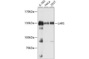 Western blot analysis of extracts of various cell lines, using LARS antibody (ABIN7268238) at 1:1000 dilution. (LARS anticorps  (AA 1-270))