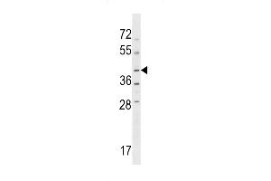 anti-Nitrogen Permease Regulator-Like 2 (S. Cerevisiae) (NPRL2) (AA 346-373), (C-Term) antibody