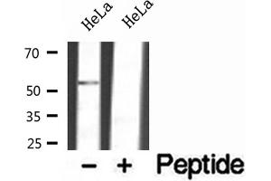Western blot analysis of extracts of HeLa cells, using FAF2 antibody. (FAF2 anticorps  (Internal Region))
