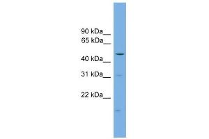 WB Suggested Anti-ARRB1 Antibody Titration:  0. (beta Arrestin 1 anticorps  (Middle Region))