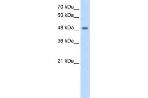 Western Blotting (WB) image for anti-F-Box and Leucine-Rich Repeat Protein 7 (FBXL7) antibody (ABIN2462667)