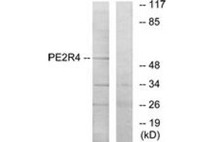 Western blot analysis of extracts from COLO205 cells, using PE2R4 Antibody. (PTGER4 anticorps  (AA 321-370))