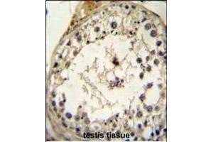 GDF6 Antibody (N-term) (ABIN655618 and ABIN2845098) immunohistochemistry analysis in formalin fixed and paraffin embedded human testis tissue followed by peroxidase conjugation of the secondary antibody and DAB staining.