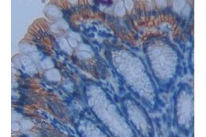 Detection of CD147 in Mouse Intestine Tissue using Polyclonal Antibody to Cluster Of Differentiation 147 (CD147)