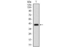 Western blot analysis using PTPRC mAb against human PTPRC (AA: 928-989) recombinant protein.