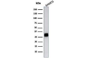 Western Blot Analysis of Ramos cell lysate using HLA-DR Mouse Monoclonal Antibody (LN-3).